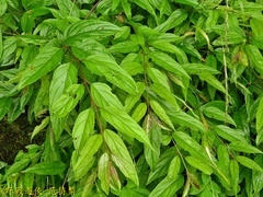 Rhamnus nakaharai