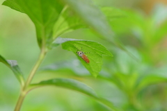 Bothrogonia ferruginea