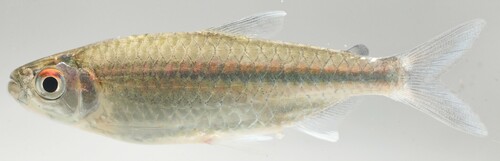 Slanke Turkana-zalm (Micralestes elongatus) — Alestidae — 2