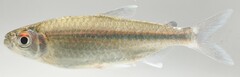 Micralestes elongatus