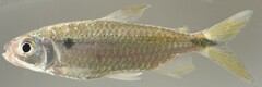 Brycinus