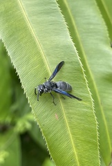 Allorhynchium argentatum