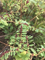 Euphorbia anthonyi