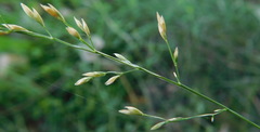 Poa