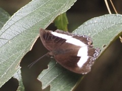 Eurytela hiarbas