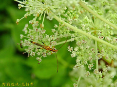 Idiostrangalia sozanensis