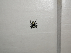 Thorelliola ensifera