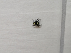 Thorelliola ensifera