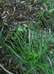 Poa