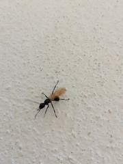 Polyrhachis