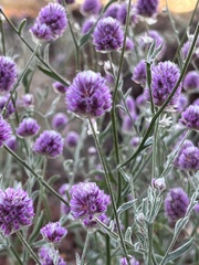 Ptilotus helipteroides