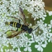Tenthredo vespa - Photo (c) Kasper Malmberg, algunos derechos reservados (CC BY), subido por Kasper Malmberg