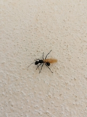 Polyrhachis