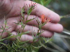 Castilleja rupicola