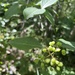 Viburnum cassinoides - Photo (c) Susan Fawcett,  זכויות יוצרים חלקיות (CC BY-NC), uploaded by Susan Fawcett