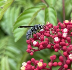 Allorhynchium argentatum
