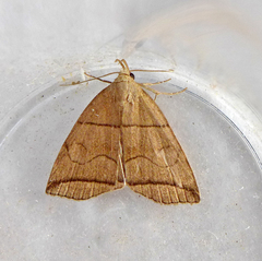 Herminia grisealis