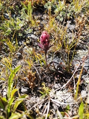 Castilleja hyperborea