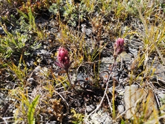 Castilleja hyperborea
