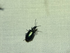 Lebia viridis