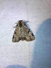 Stibaera thyatiroides