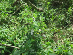 Tephrosia inandensis