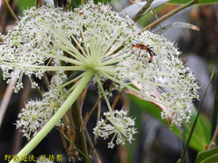 Idiostrangalia sozanensis