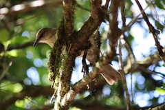 Mimus graysoni