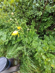 Sonchus arvensis uliginosus