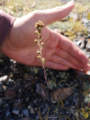 Artemisia hyperborea