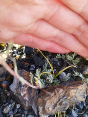 Artemisia hyperborea