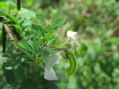 Tephrosia inandensis