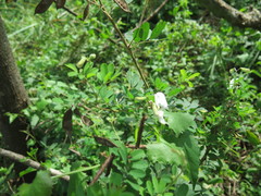 Tephrosia inandensis