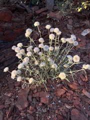 Gomphrena kanisii