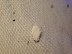 Niphopyralis