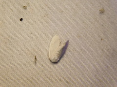 Niphopyralis