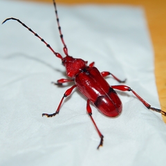 Dicelosternus corallinus