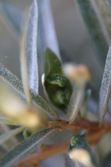 Aceria hippophaena