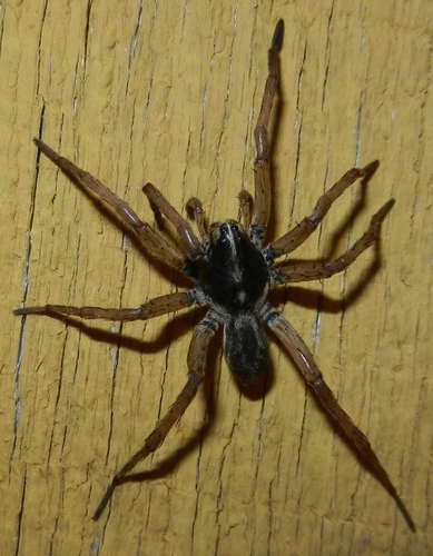 Wetland Giant Wolf Spider