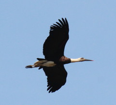 African Woolly-Necked Stork photo 3