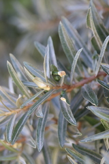 Aceria hippophaena