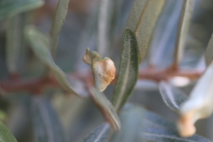 Aceria hippophaena