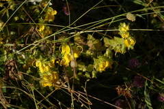 Rhynchocorys orientalis