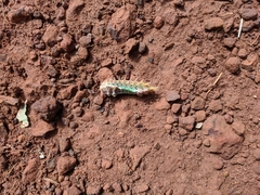 Doratifera oxleyi