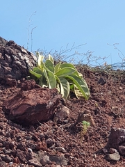 Verbascum sinaiticum