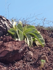 Verbascum sinaiticum