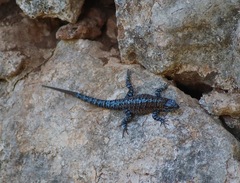 Urosaurus auriculatus