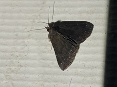 Hypena sordidula