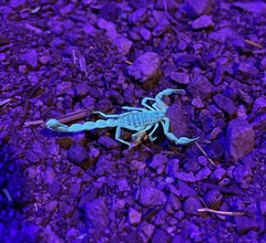 Paruroctonus silvestrii
