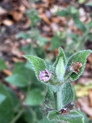 Stachys alpina